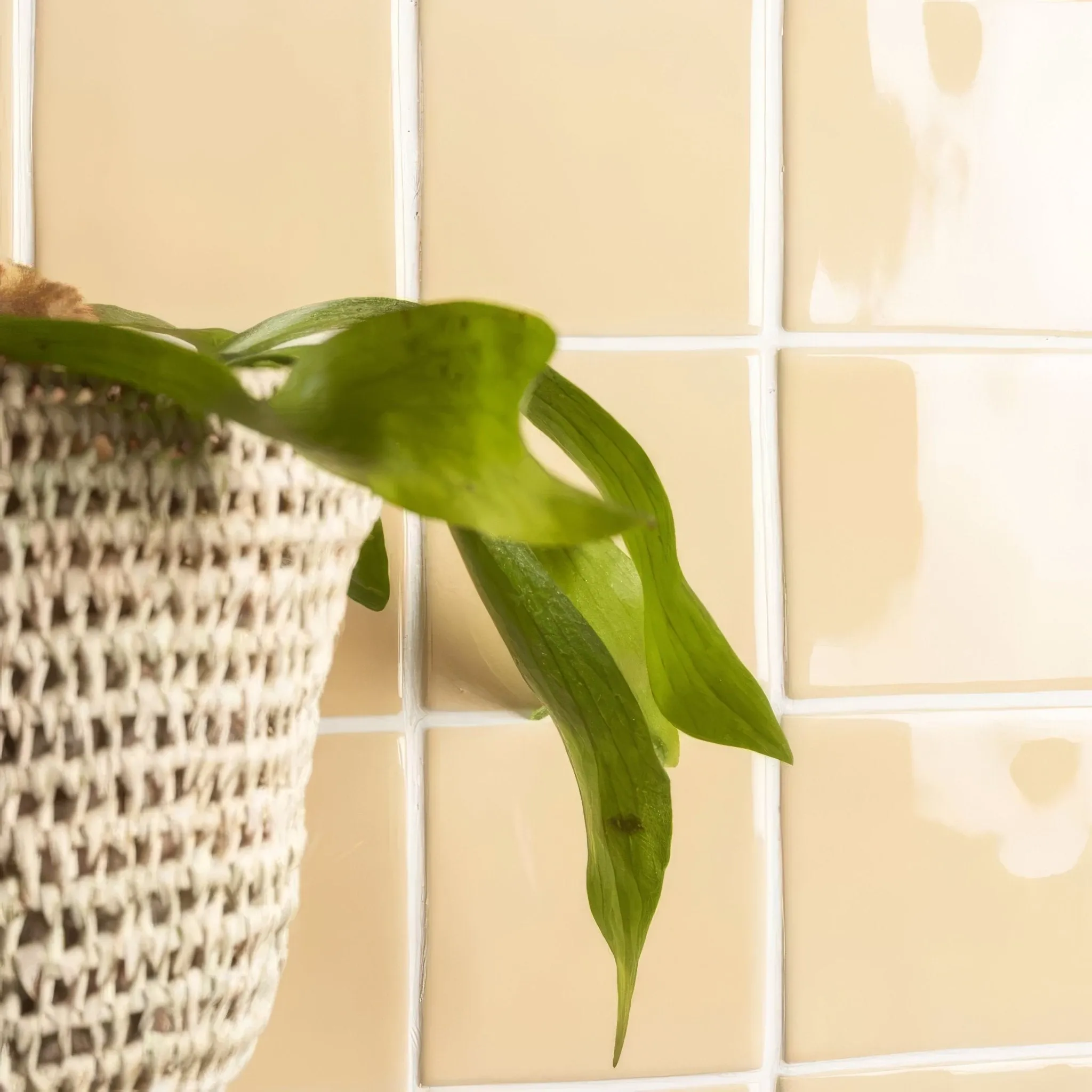 Maize Field Tile